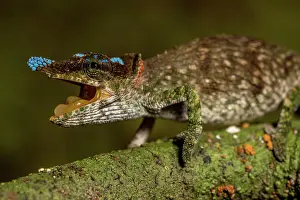 Calumma: Blue-nosed Chameleon (Calumma linotum), Montagne
