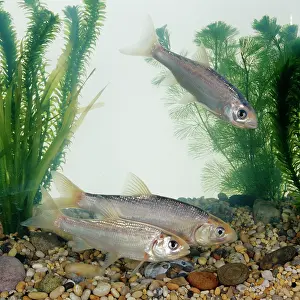 Orfe: Blue Orfe