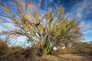 Parkinsonia: Blue Palo Verde bush