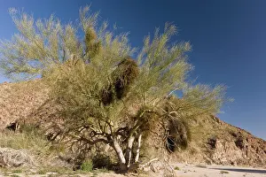 Heavily: Blue Palo Verde Tree - heavily infested with Desert