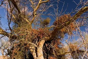 Heavily: Blue Palo Verde Tree - heavily-infested with Desert