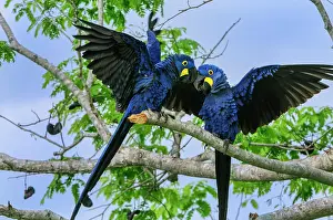 Celebrating: Two blue parrots