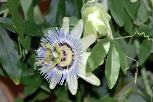 Passiflora: Blue Passion Flower / Blue Crown Passion Flower