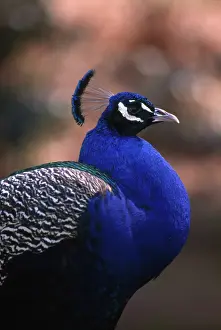 Pavo: Blue Peacock (Pavo cristatus)