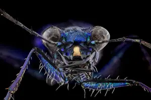 Mouthparts: Blue Peacock Tiger Beetle (Cicindelinae), subfamily 5X