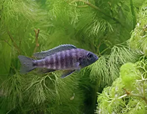 Cichlids: Blue Peacock - side view, tropical freshwater