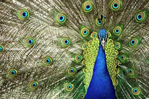Peafowl: Blue Peafowl (Pavo cristatus) male in courtship display
