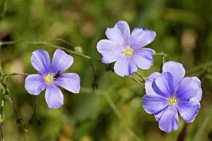Linum: Blue perennial flax