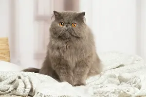 Persians: Blue Persian cat indoors