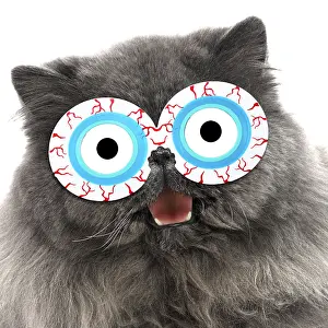 Googly: Blue Persian Cat wearing bloodshot eye glasses smiling