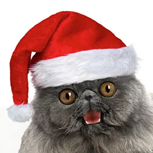 211121: Blue Persian Cat wearing red Christmas Santa hat