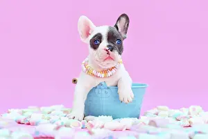 Container: Blue pied French Bulldog dog puppy in bucket between