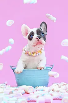 Greeting: Blue pied French Bulldog dog puppy in bucket between
