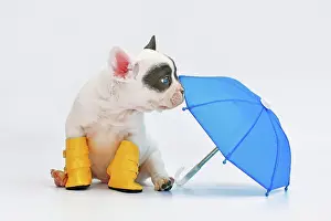 Pied: Blue pied French Bulldog dog puppy with umbrella