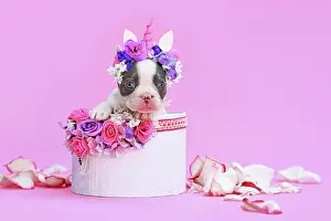 Greeting: Blue pied French Bulldog dog puppy with unicorn