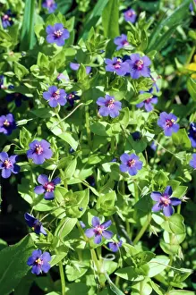 Allen Paterson: Blue Pimpernel