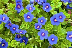 Pimpernel: Blue Pimpernel - in masses