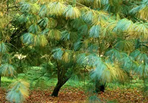 Wallichiana: Blue Pine / Himalayan White Pine Tree - sometimes