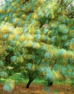 David C Dixon: Blue PINE / Himalayan White Pine tree - Sometimes