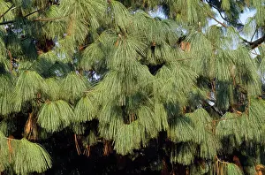 Wallichiana: Blue PINE / Himalayan White Pine tree - Close up of leaves