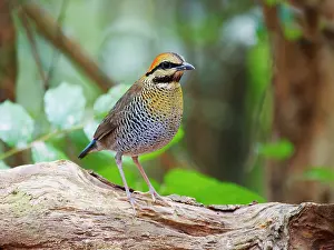 Vietnam: Blue Pitta female Hydrornis cyaneus Di Linh, Vietnam