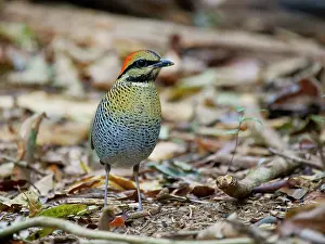 Vietnam: Blue Pitta female Hydrornis cyaneus Di Linh, Vietnam