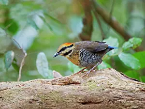 Vietnam: Blue Pitta female Hydrornis cyaneus Di Linh, Vietnam