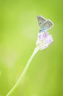 Gather: Blue (Plebejus sp) on flower, Province of Arkhangai