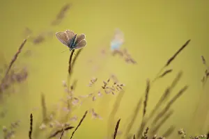 Gramineae: Blue (Plebejus subsolanus) on grass, Province of
