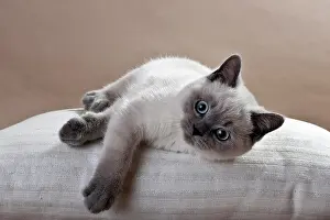 230518: Blue-point British Shorthair kitten lying on a pillow