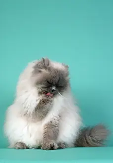 Poor: Blue Point Persian Cat - licking poor