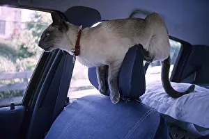 Mode: Blue-point Siamese cat on a car headrest France