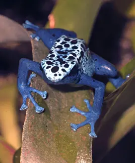Azureus: Blue Poison Arrow / Dart Frog