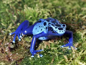 Azureus: Blue Poison Arrow / Dart Frog