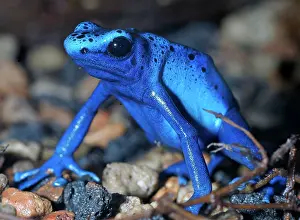 Azureus: Blue Poison Arrow / Dart Frog - South America
