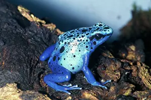 Azureus: Blue Poison Arrow / Poison Dart Frog