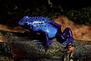 Azureus: Blue Poison Arrow / Poison Dart Frog