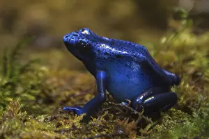 Azureus: Blue Poison Dart Frog