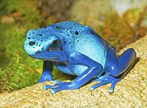 Azureus: Blue Poison Dart Frog