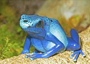 Azureus: Blue Poison Dart Frog
