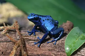 Azureus: Blue Poison Dart Frog