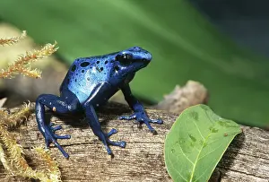 Arrow: Blue Poison Dart Frog