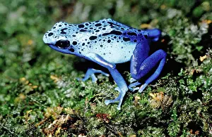 Arrow: Blue Poison Dart Frog