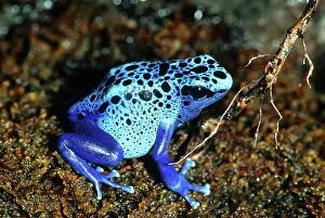 Arrow: Blue Poison Dart Frog