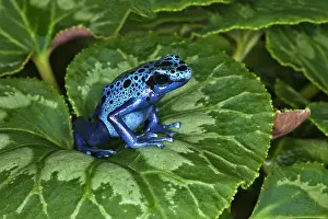 Surinam: Blue Poison Dart Frog aka Okopipi (Dendrobates