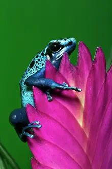 Surinam: Blue Poison Dart Frog aka Okopipi (Dendrobates