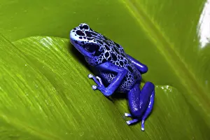 Azureus: Blue Poison Dart Frog (Dendrobates azureus)