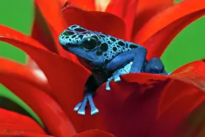 Surinam: Blue Poison Dart Frog (Dendrobates azureus)