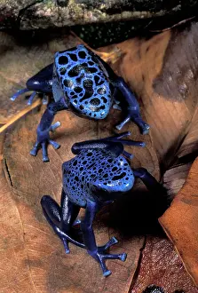 Azureus: Blue Poison Frog - Couple