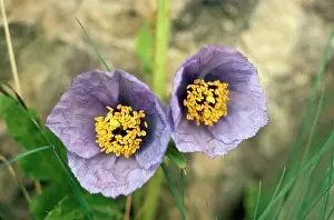 Meconopsis: Blue Poppy